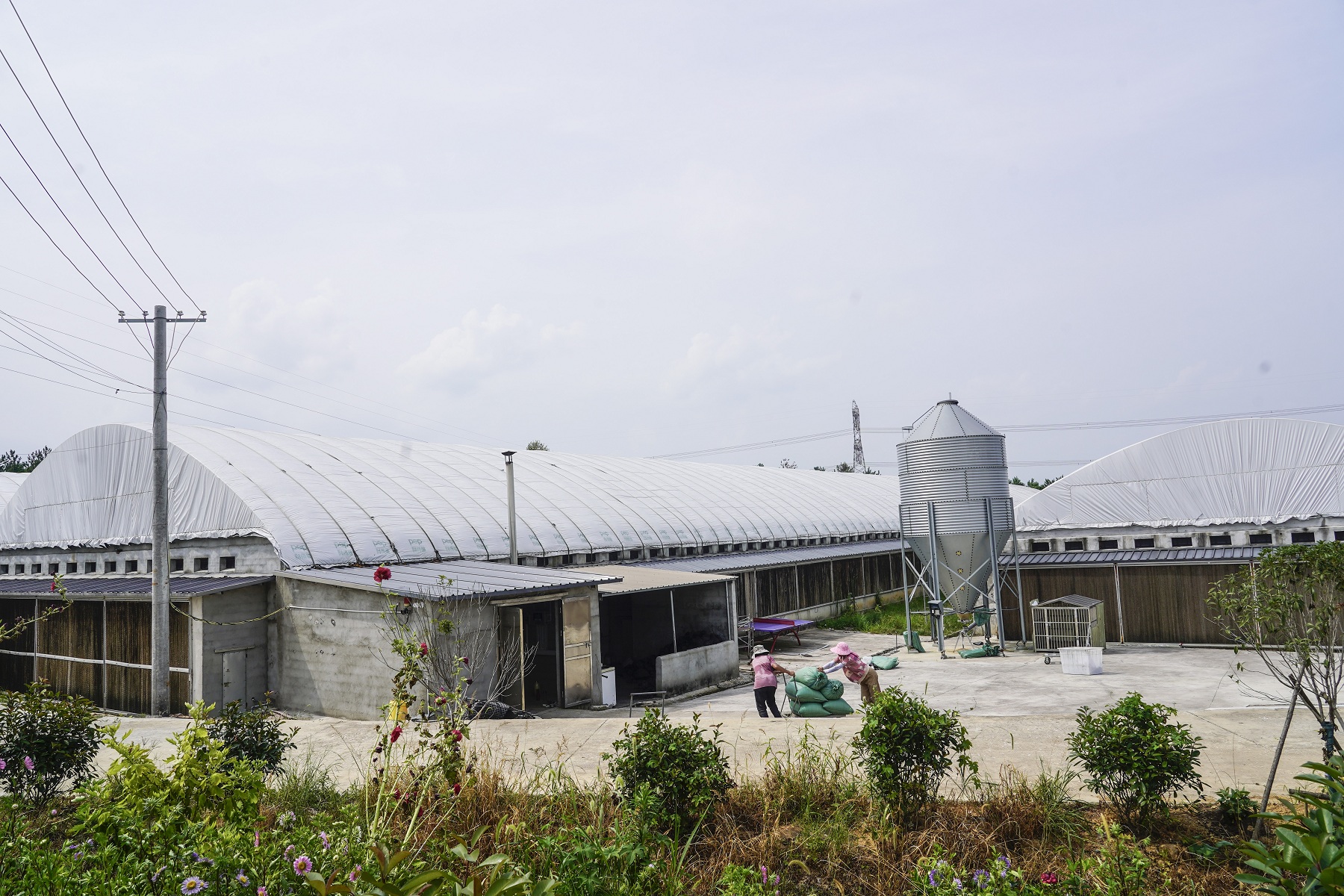 石燕創辦的肉雞養殖基地一角.jpg